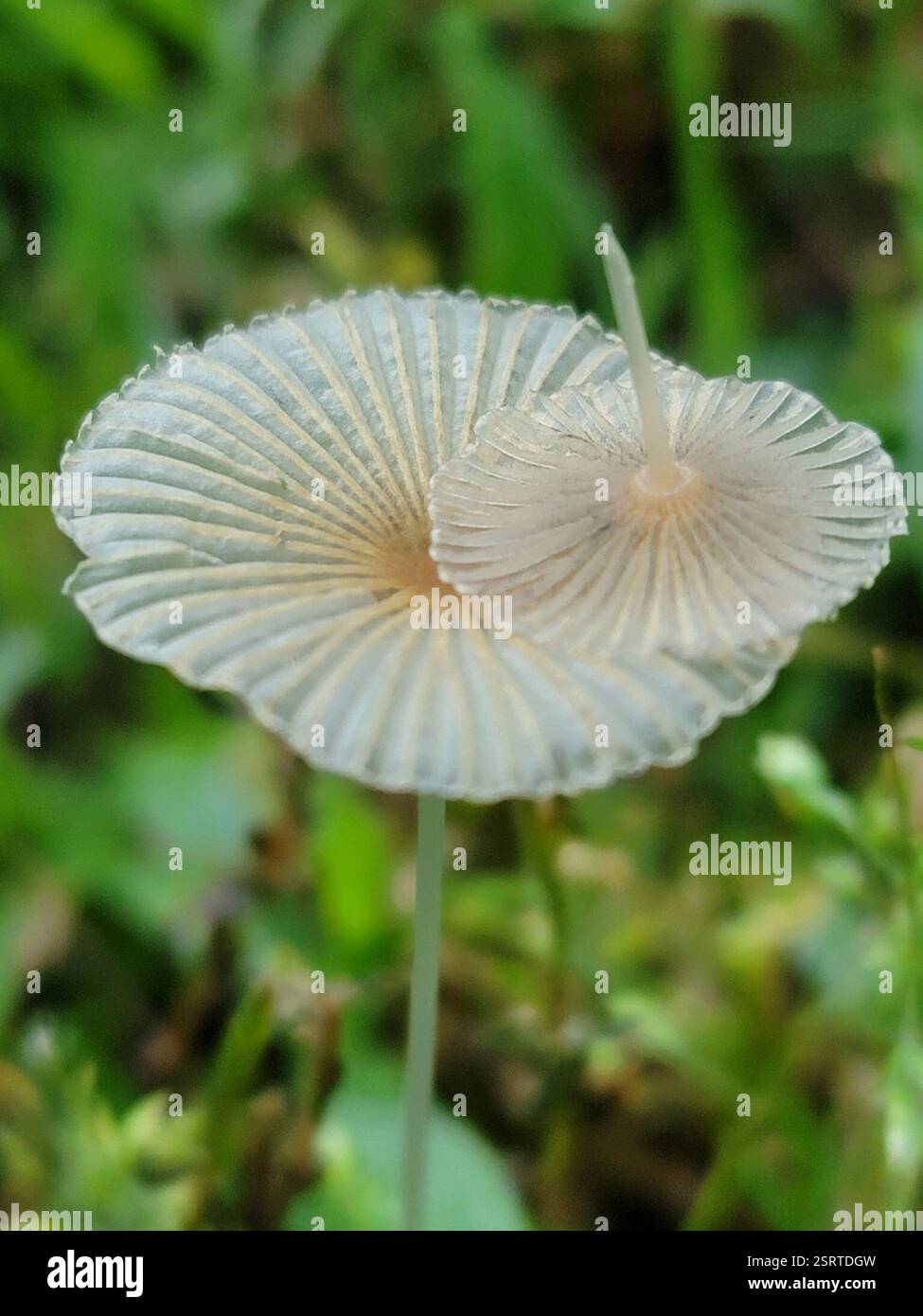 Calotte plissée (Parasola plicatilis), champignons, Jackson, Géorgie 30233, EE. UU. Banque D'Images
