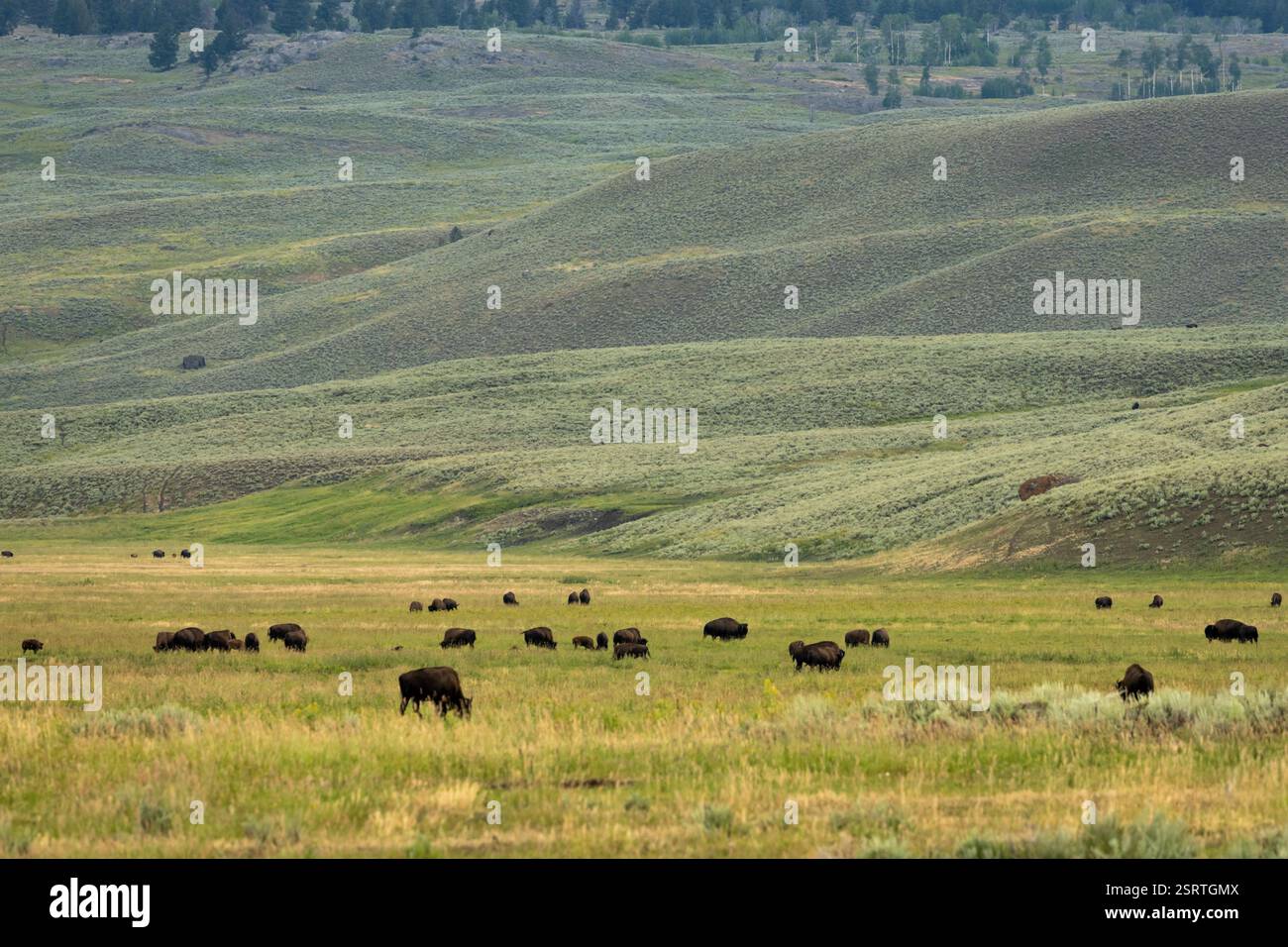 Les bisons paissent dans la vallée de Lamar entourée de Rolling Hills dans le parc national de Yellowstone Banque D'Images