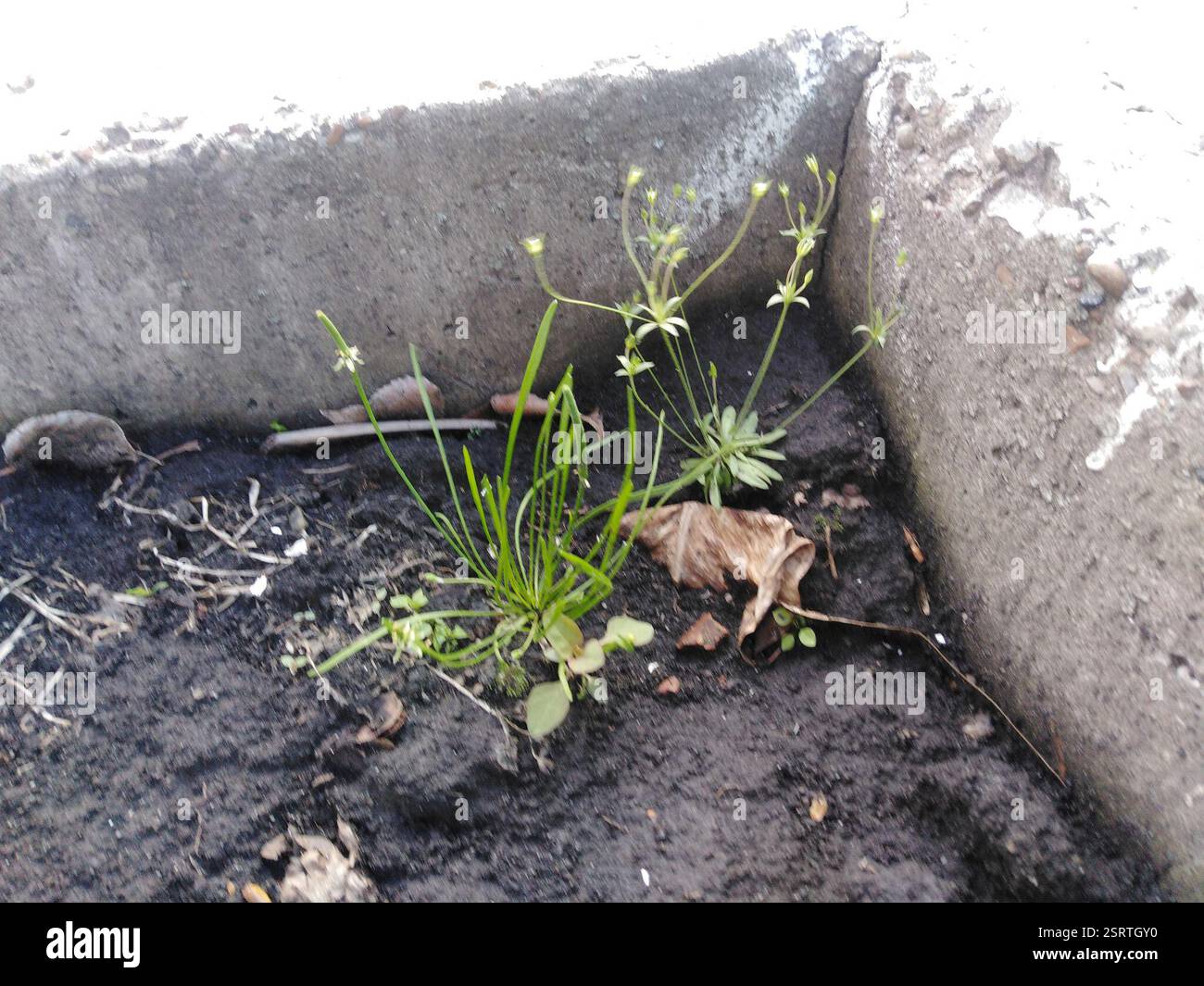 Petite queue de mousette (Myosurus minimus), Plantae, Заречный, Пензенская обл., Россия Banque D'Images