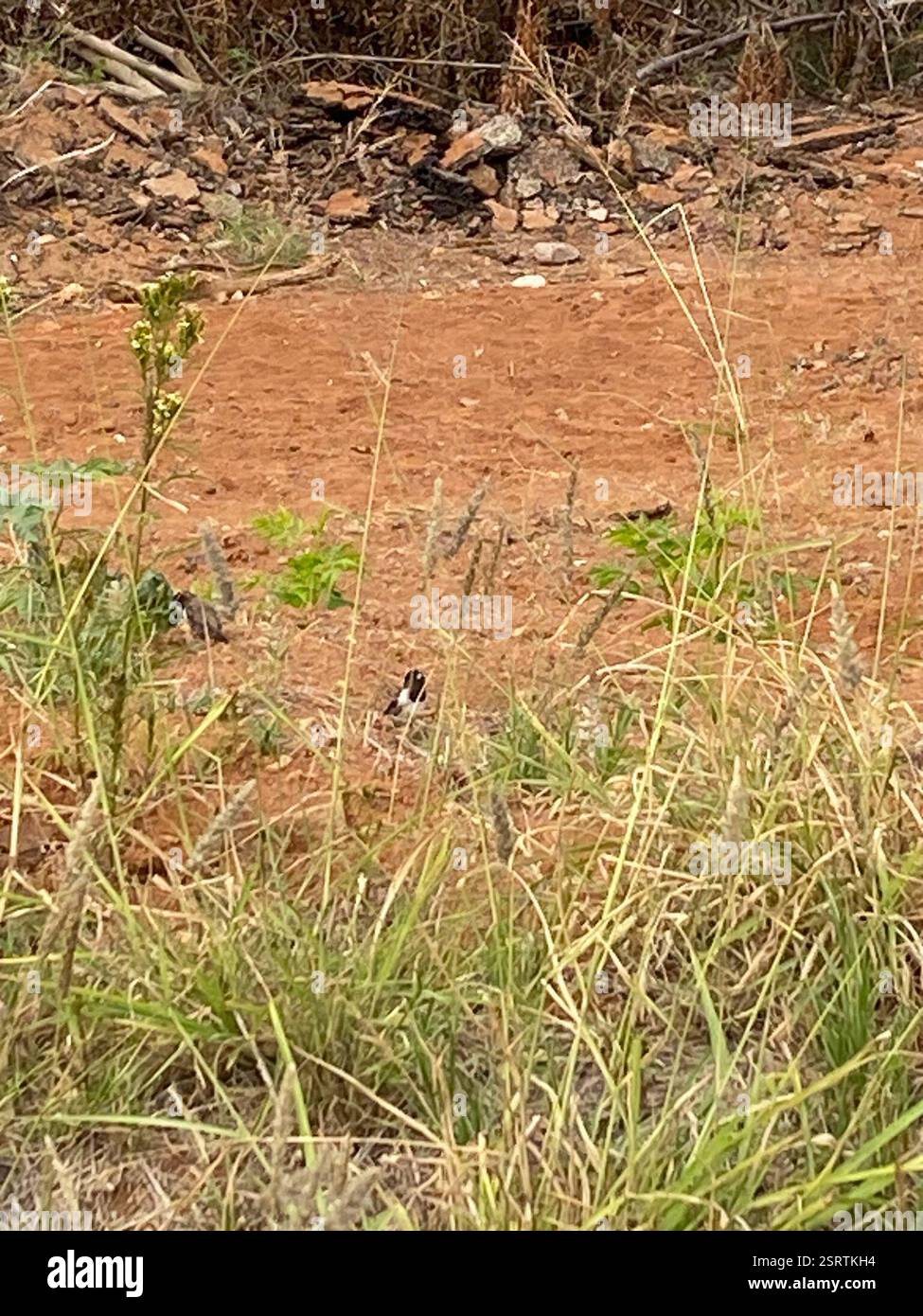 Mannikin en bronze (Spermestes cucullata), Aves, Université du Limpopo, Pietersburg, LP, ZA Banque D'Images