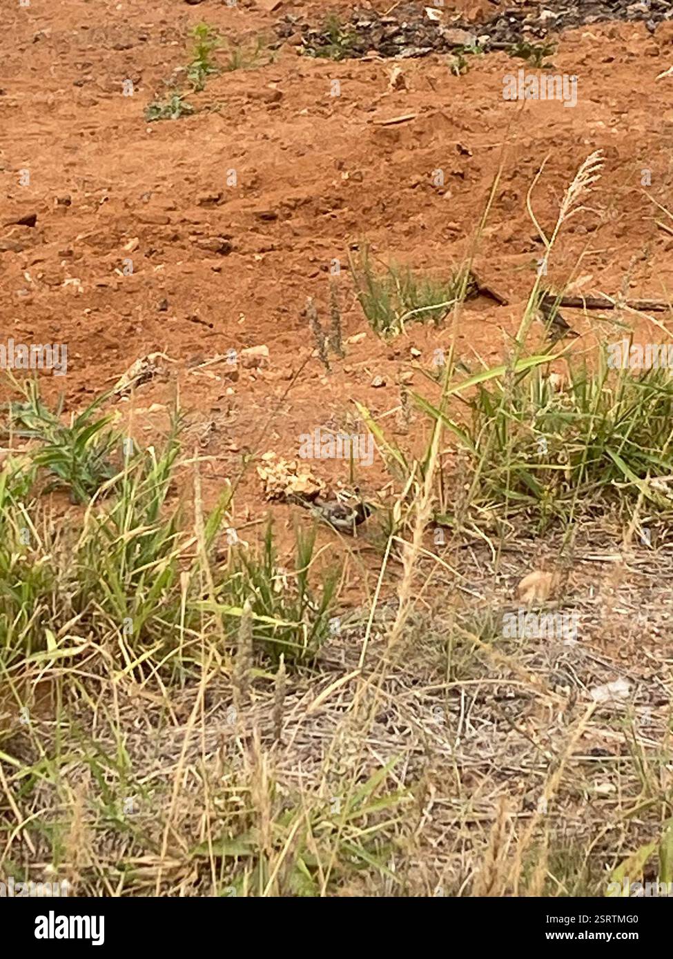 Mannikin en bronze (Spermestes cucullata), Aves, Université du Limpopo, Pietersburg, LP, ZA Banque D'Images