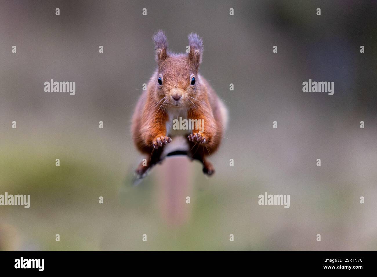 Rocky L'écureuil rouge fait un bond de géant à la recherche de noix à Penny Hedge près de Bridge of Cally en Écosse Banque D'Images