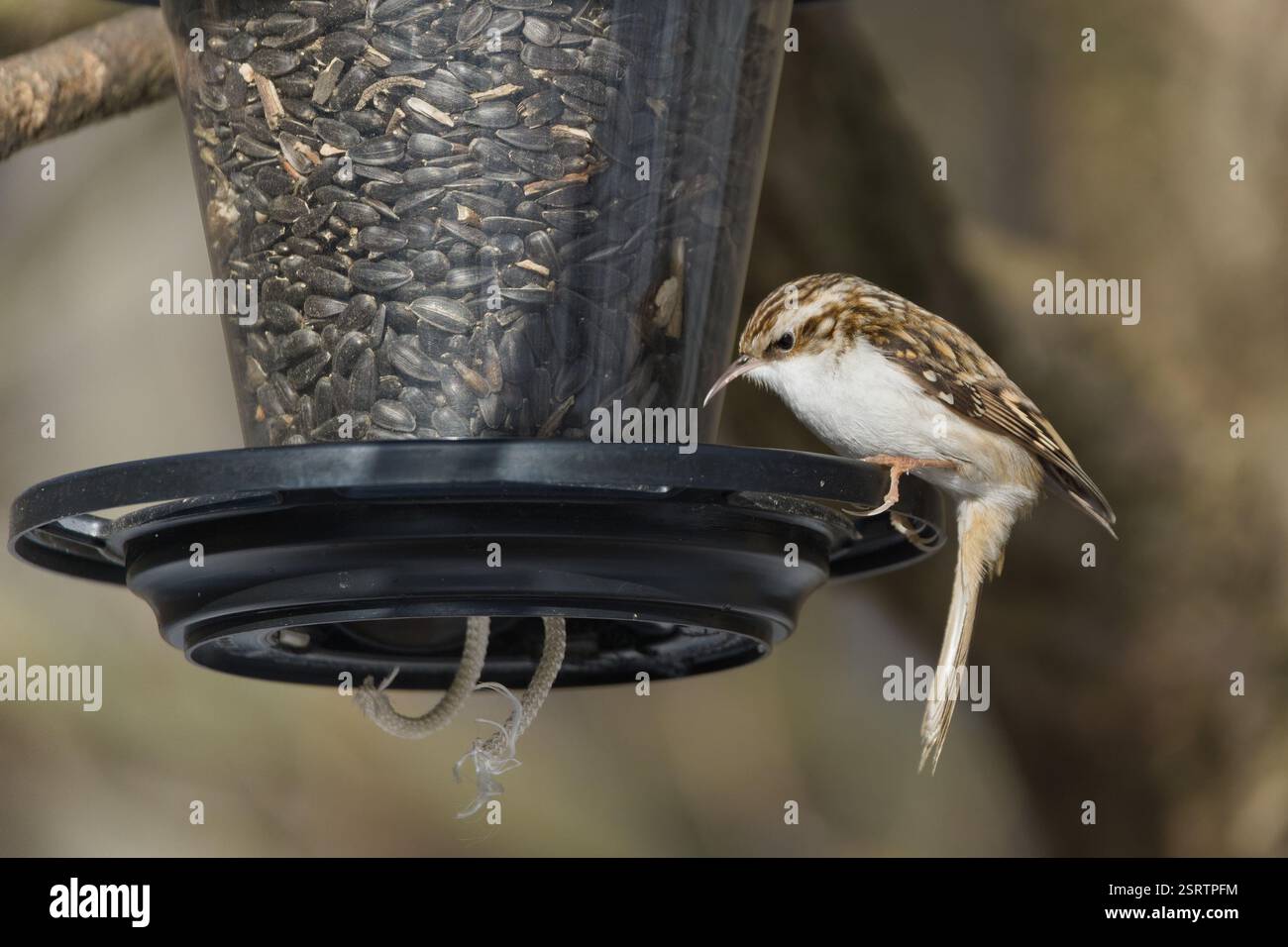 Certhia Familiaris aka treecreeper eurasien sur la mangeoire à oiseaux. Petit oiseau commun en république tchèque. Banque D'Images