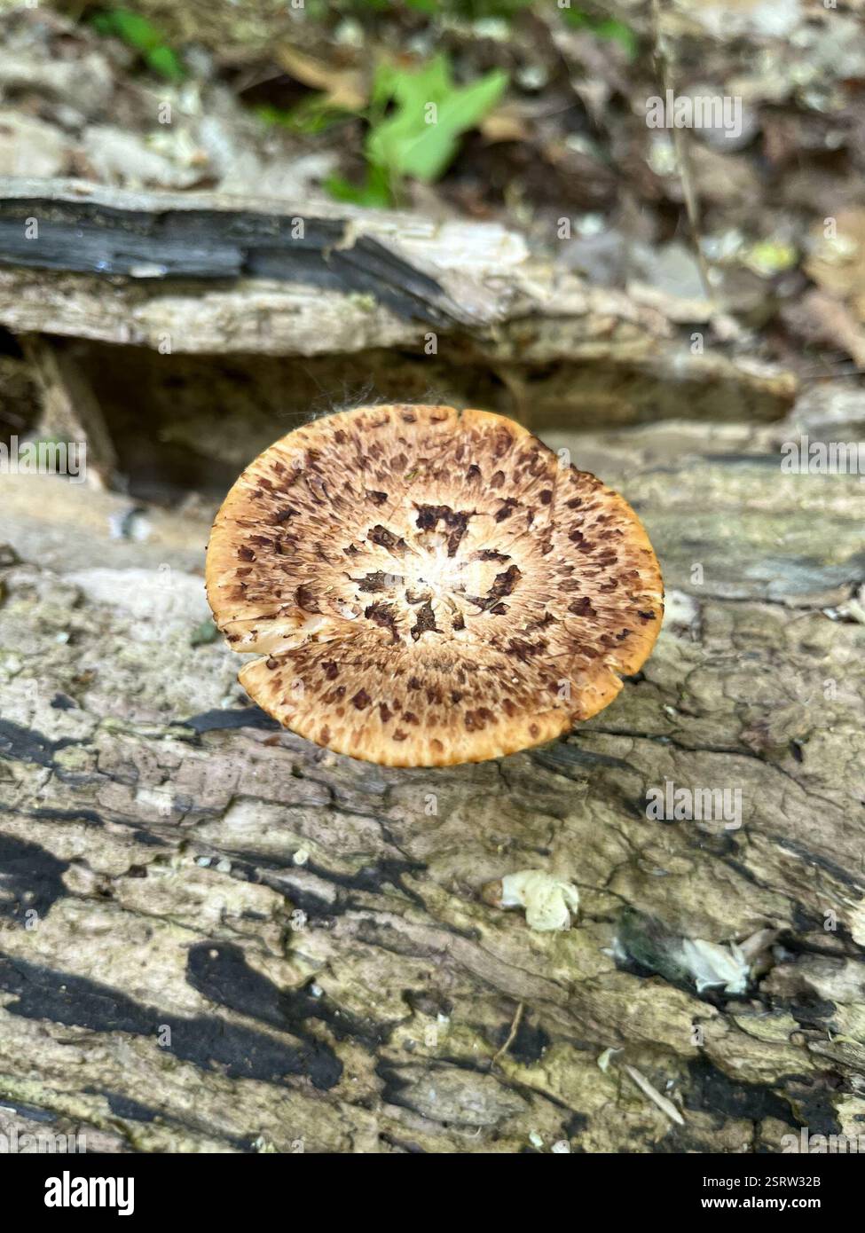 Selle de Dryad (Cerioporus squamosus), champignons, Inwood Hill Park, New York, NY, ÉTATS-UNIS Banque D'Images