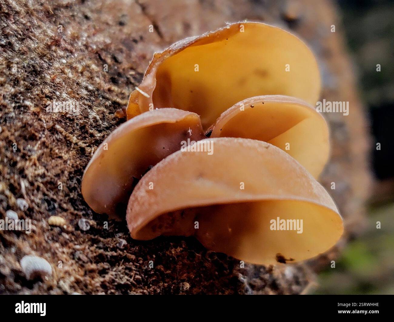 Champignons de l'oreille des bois (Auricularia), champignons, Jackson, Géorgie 30233, EE. UU. Banque D'Images