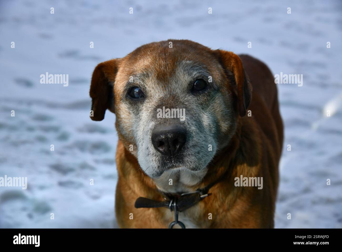 Un chien de la Nouvelle-Écosse Duck Tolling Retriever est assis au milieu de hautes herbes et de fleurs sauvages jaunes dans un pré Banque D'Images
