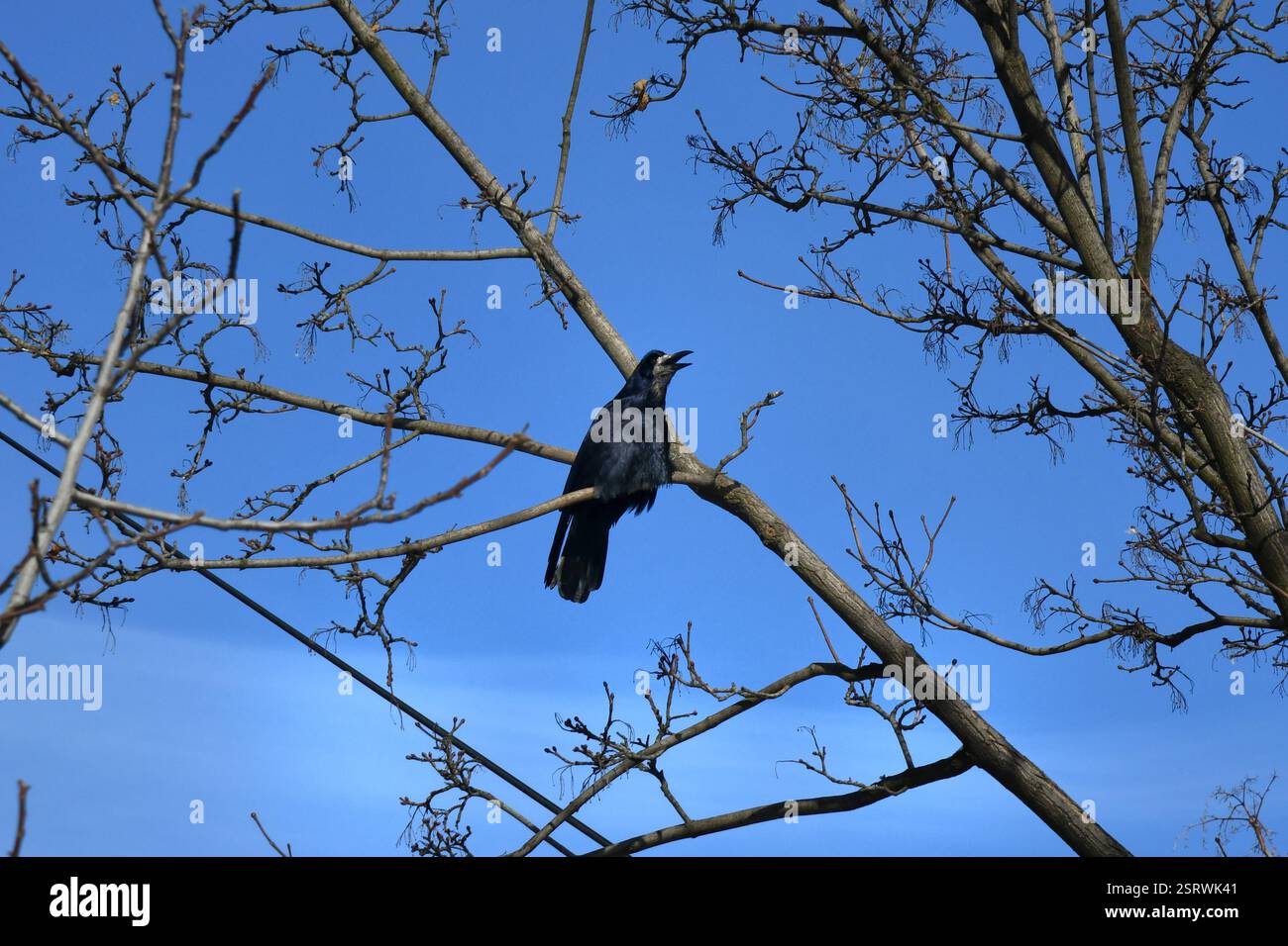 verdfinch européen, chloris chloris, assis sur les baies en brindille en hiver. Oiseau coloré regardant sur la branche pendant la tempête de neige. Jaune songbird reposant sur Banque D'Images