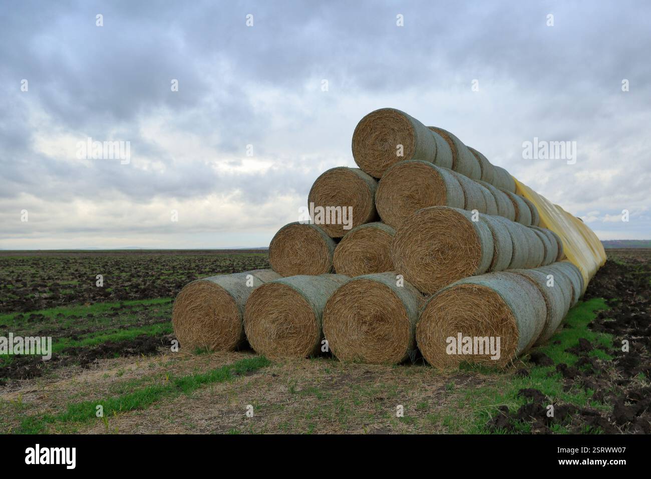 Balles de foin empilées dans le champ. Une pile de paille enroulée après la récolte prête pour le transport. Banque D'Images