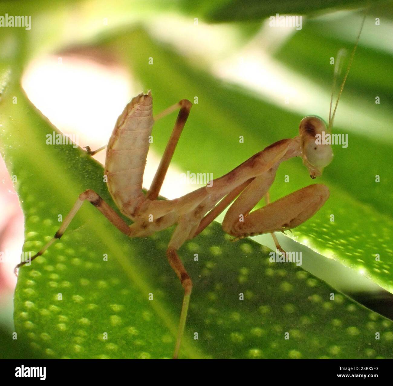 Mantis géante africaine (Sphodromantis viridis), Insecta, RN8, Ahdil, Marrakesh-Safi, MA Banque D'Images