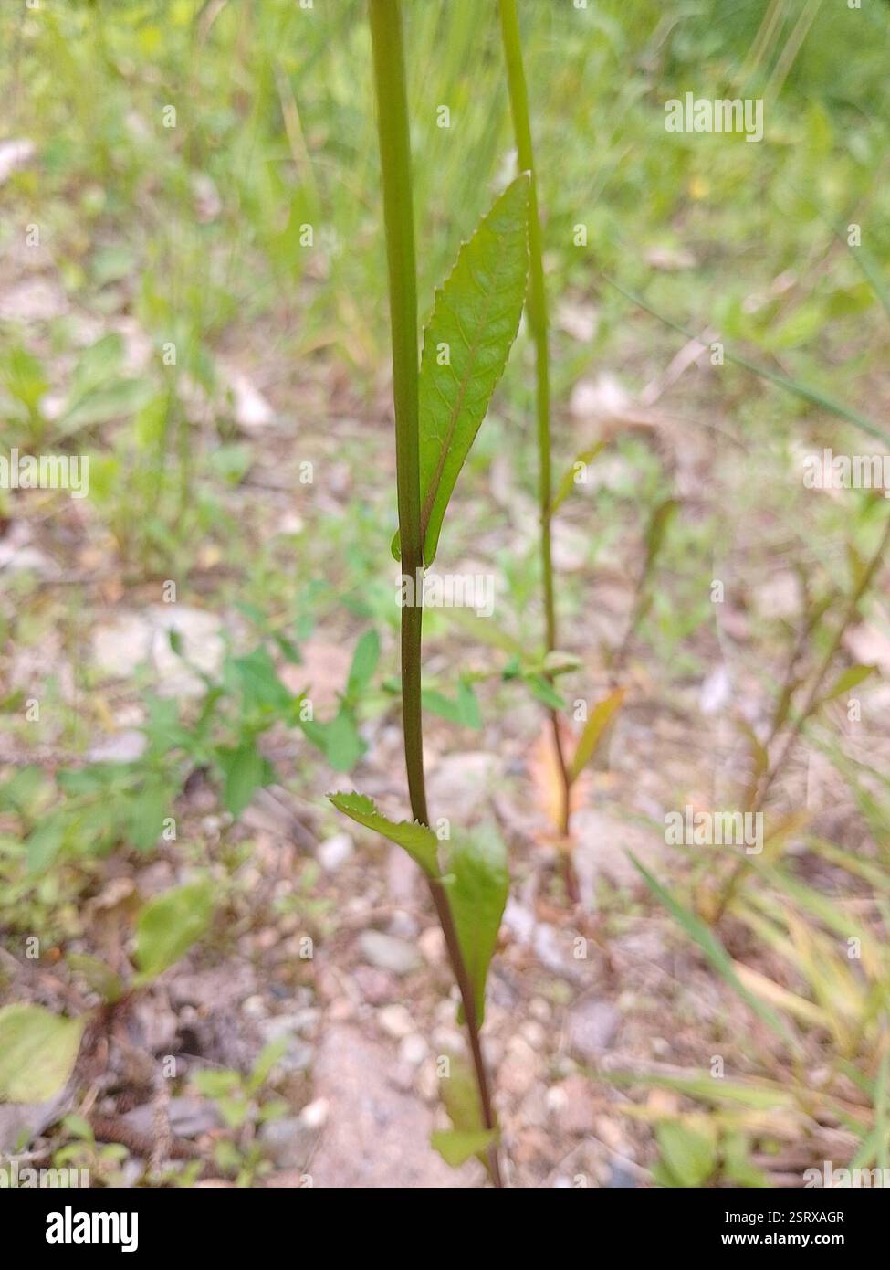 Jaunes (Rorippa), Plantae, 39057 Eppan an der Weinstraße., autonome Provinz Bozen - Südtirol, Italien Banque D'Images
