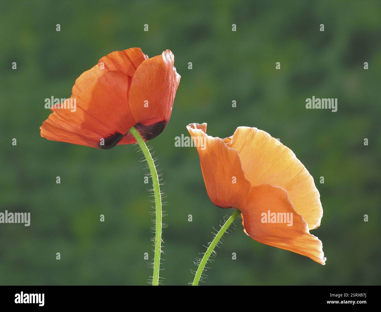 Fleurs de coquelicots oranges sur fond vert, Jodhpur, Rajasthan, Inde, Asie Banque D'Images