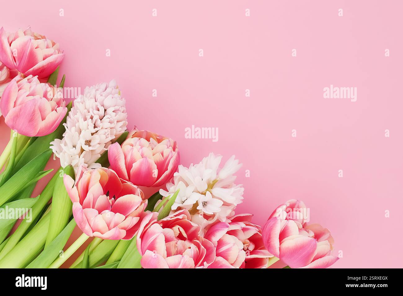 Bouquet de tulipes roses et jacinthes blanches sur fond rose. Fête des mères, Saint Valentin, concept de célébration d'anniversaire. Espace de copie, vue de dessus Banque D'Images