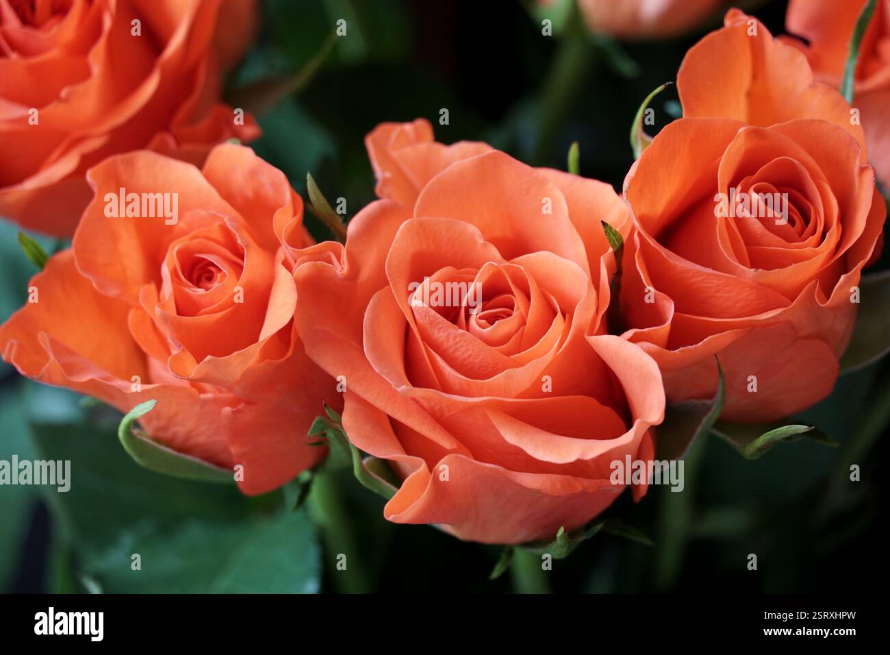Couronne florale de roses miniatures de couleur corail vue rapprochée Banque D'Images