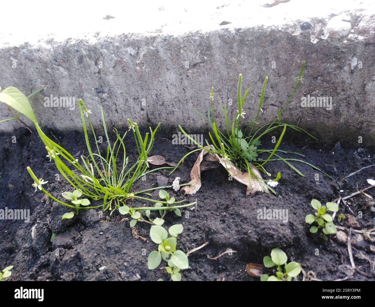 Petite queue de mousette (Myosurus minimus), Plantae, Заречный, Пензенская обл., Россия Banque D'Images