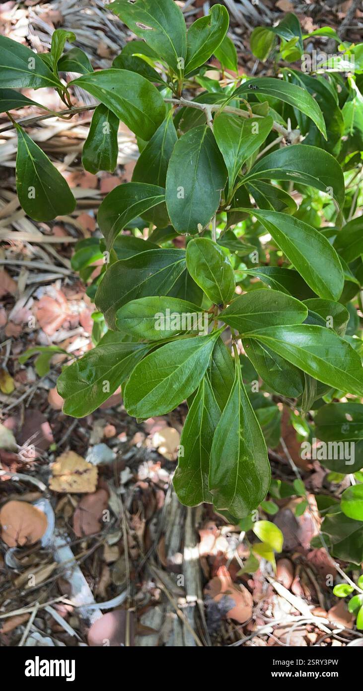 Bois d'oiseau épineux (Citharexylum spinosum), Plantae, île Jupiter Banque D'Images