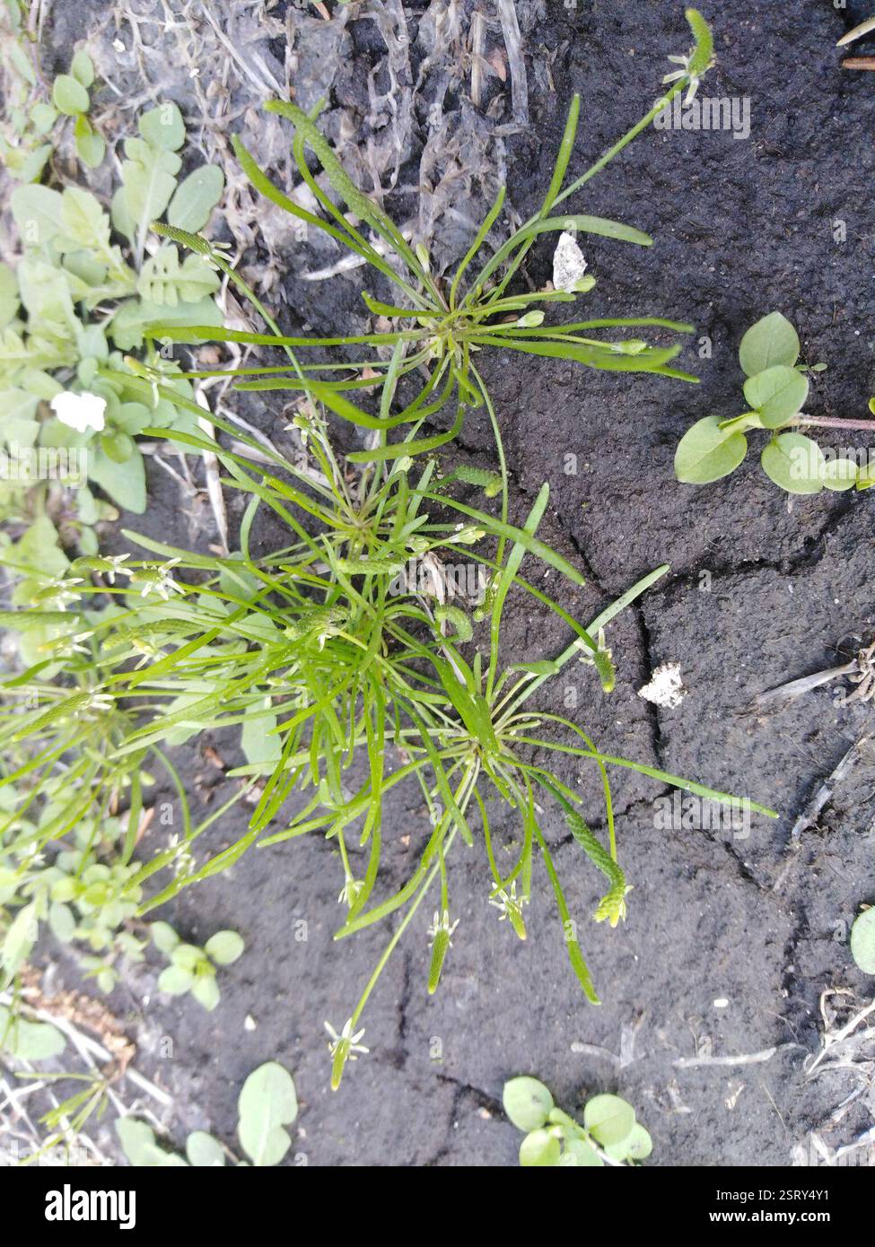 Petite queue de mousette (Myosurus minimus), Plantae, Заречный, Пензенская обл., Россия Banque D'Images