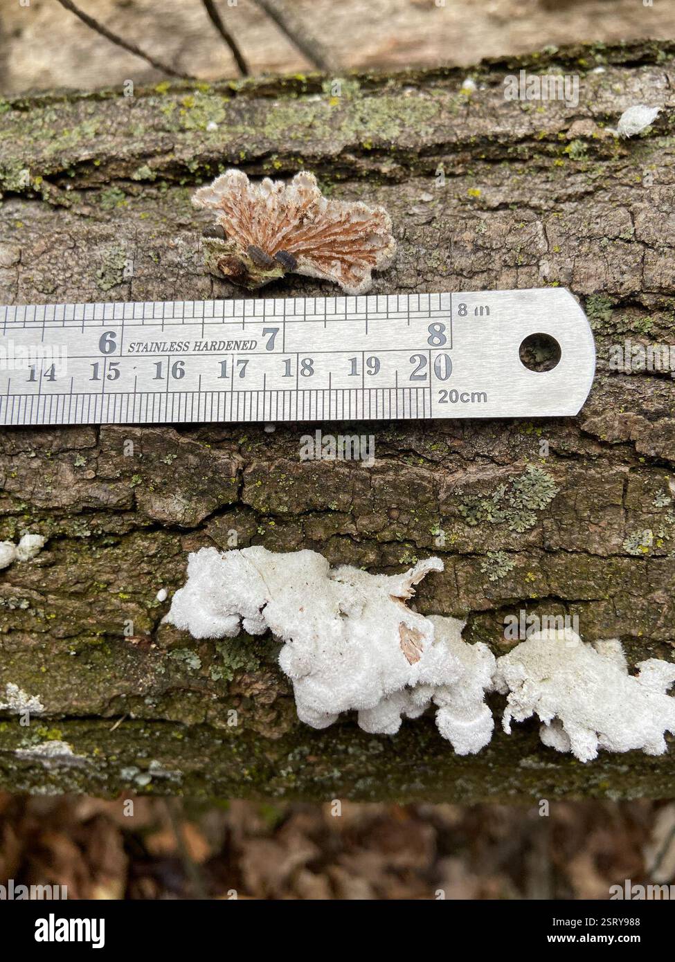 Champignon splitgill (commune de Schizophyllum), champignons, Devil's Lake State Park, Baraboo, WI, US, présent sur bois mort. Les branchies semblent fractionnées. Le chapeau apparaît blanc avec des poils flous. Trouvé dans le cluster. Banque D'Images