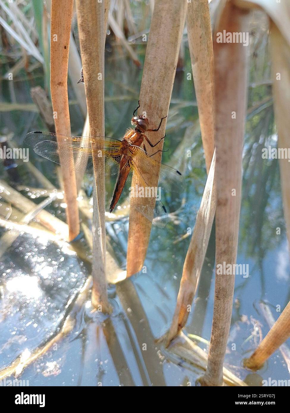 Scarce Chaser (Libellula fulva), Insecta, GroÃŸer Montiggler See, 39057 Eppan an der Weinstraße., autonome Provinz Bozen - Südtirol, Italien, BMS 283 LAK 2 Banque D'Images