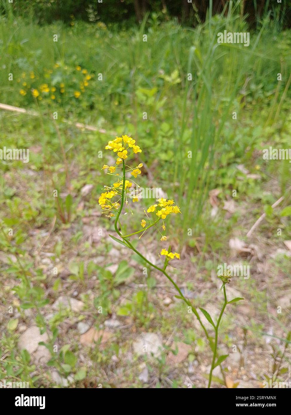Jaunes (Rorippa), Plantae, 39057 Eppan an der Weinstraße., autonome Provinz Bozen - Südtirol, Italien Banque D'Images
