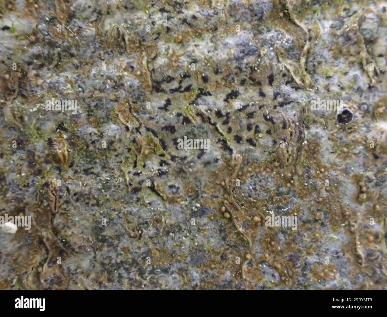 Lichen astérisque (Arthonia radiata), champignons, Ebernoe Common nature Reseve Banque D'Images