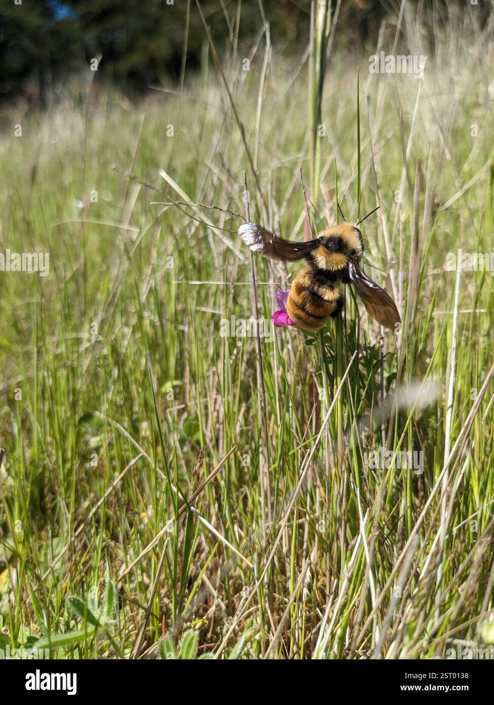 Bumble Bee à épaules blanches (Bombus appositus), Insecta, réserve historique nationale d'Ebey's Landing, comté d'Island, États-Unis-WA, États-Unis Banque D'Images