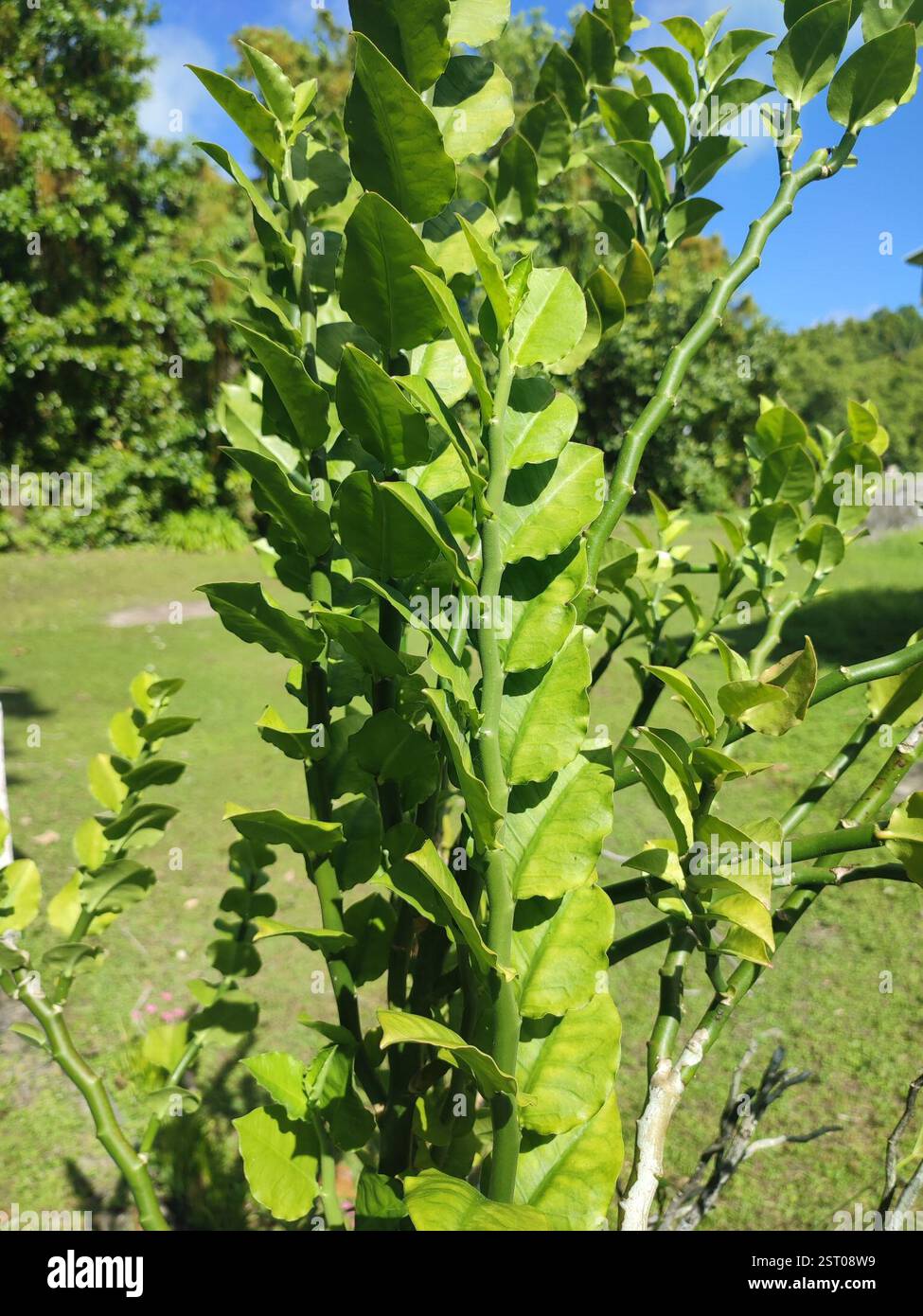 Épine dorsale du diable (Euphorbia tithymaloides), Plantae, territoire britannique de l'océan Indien Banque D'Images