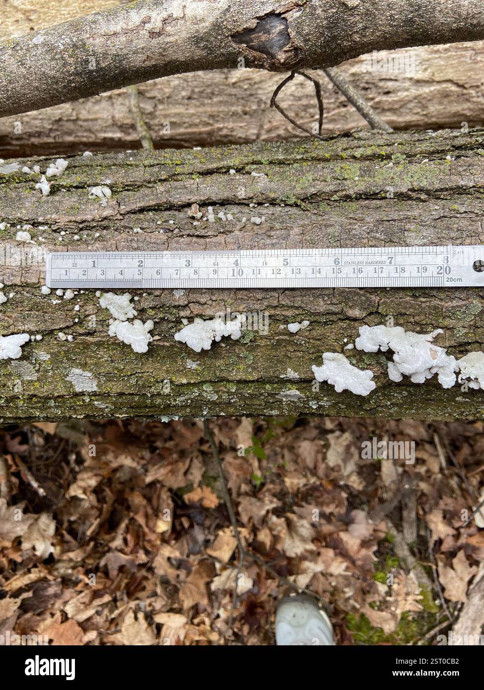 Champignon splitgill (commune de Schizophyllum), champignons, Devil's Lake State Park, Baraboo, WI, US, présent sur bois mort. Les branchies semblent fractionnées. Le chapeau apparaît blanc avec des poils flous. Trouvé dans le cluster. Banque D'Images