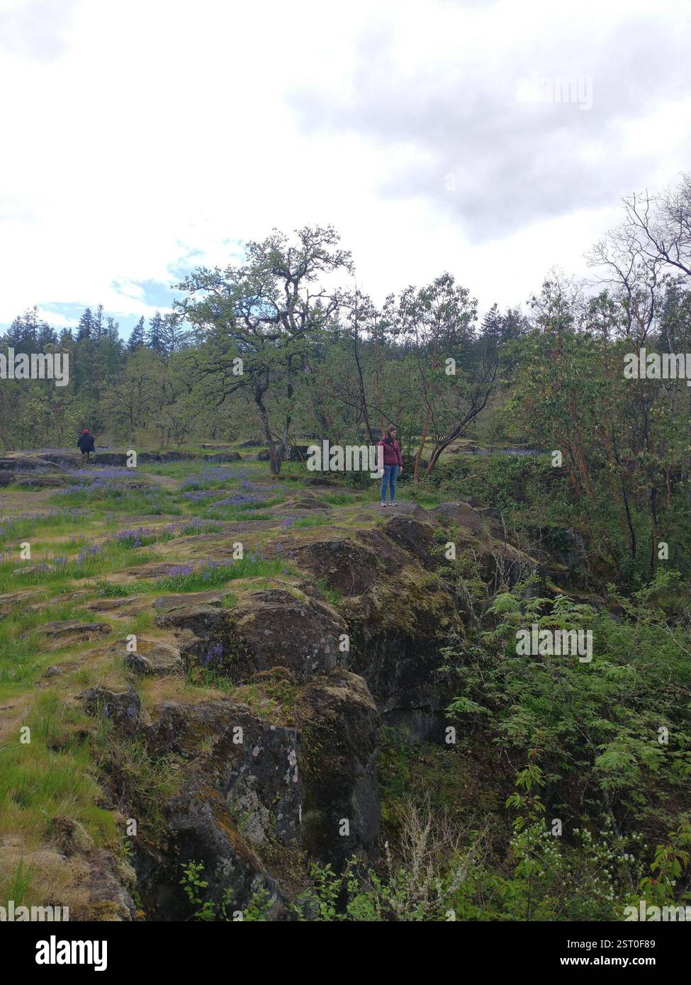 camas (Camassia), Plantae, Sunset, West Linn, OR, ÉTATS-UNIS Banque D'Images