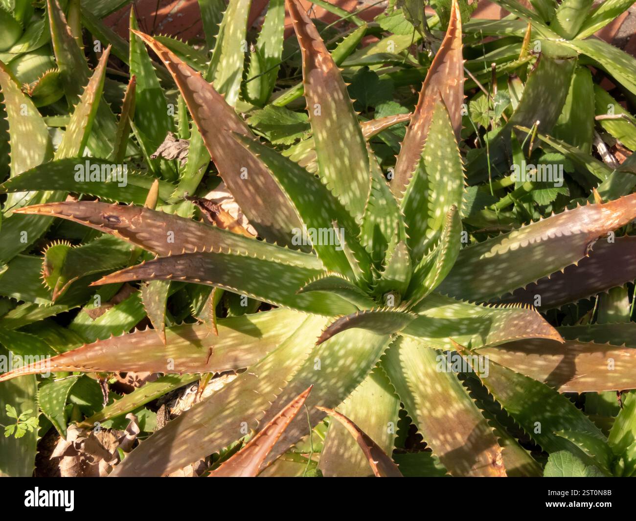 Plante succulente Aloe maculata. Aloe saponaria feuilles vert rouge avec des taches. Aloès savon ou aloès zèbre de la famille des Asphodelaceae. Xérisque Waterwise Banque D'Images