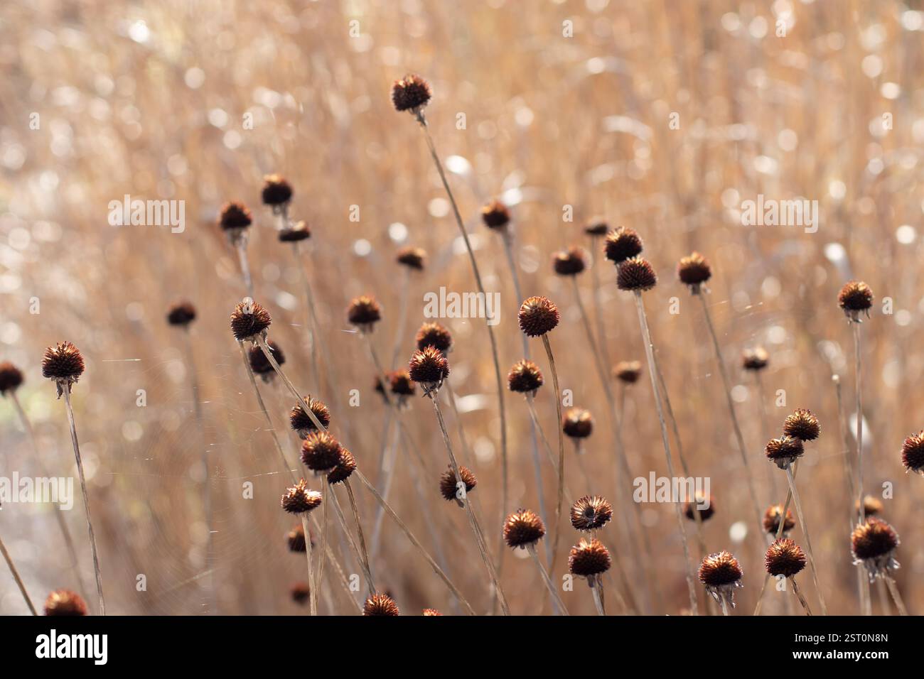 Beauté de la pourriture. Fleurs et tiges de rudbeckia sèches contre une toile de fond d'herbe ensoleillée. Vivaces et herbe pour ajouter de la texture à un jardin d'hiver. Banque D'Images