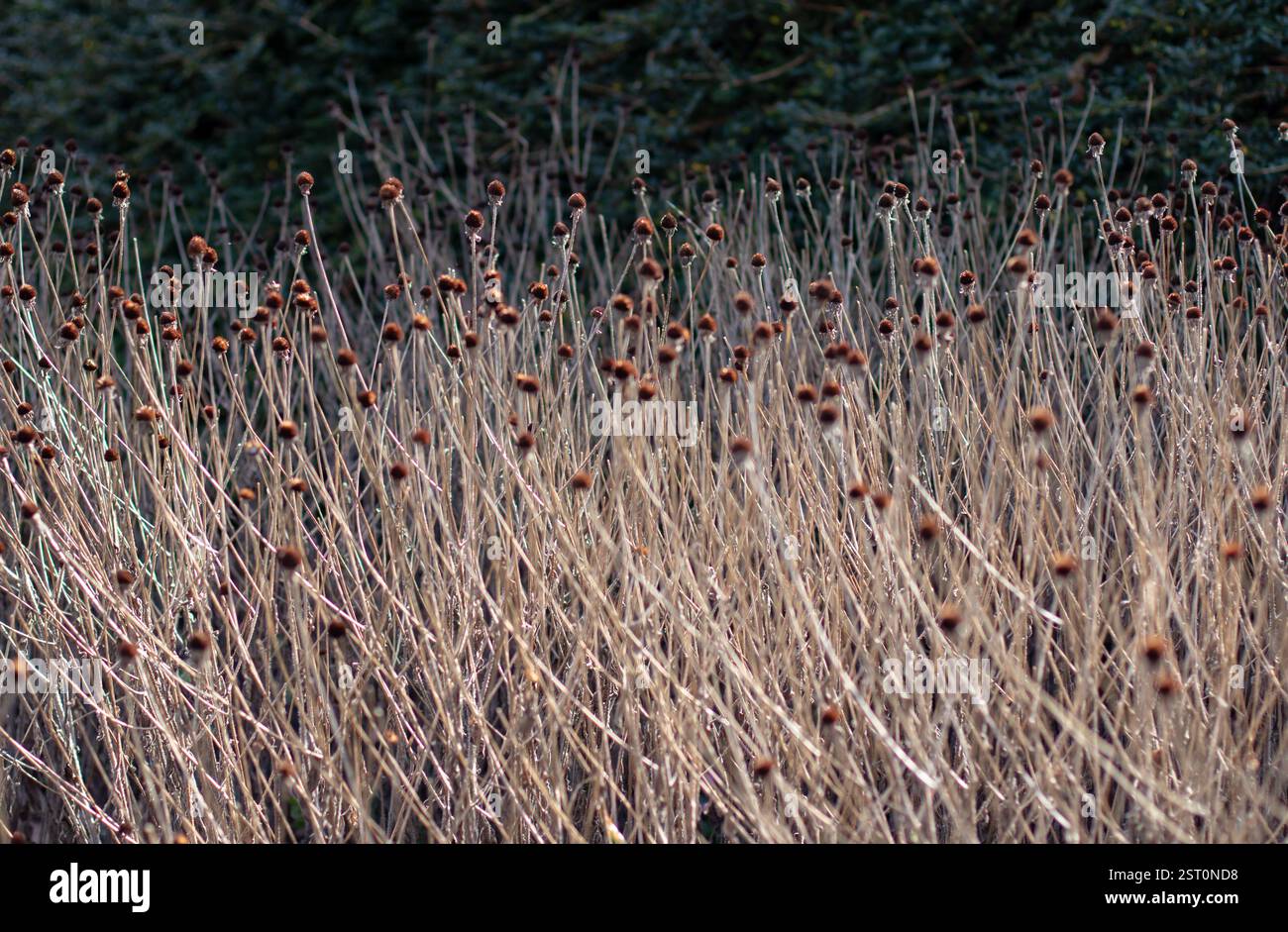 Fleurs et tiges de rudbeckia sèches sur fond de haie de jardin vert foncé. Vivaces pour ajouter de la texture à un jardin d'hiver. Beauté de la pourriture. Banque D'Images