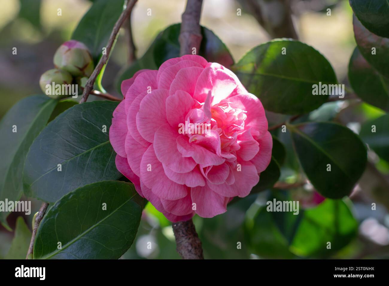 Camellia japonica ou plante à feuilles persistantes ornementales communes de camélia. Fleur de camélia rose dans le jardin ensoleillé. Fleur de camélia japonais et feuillage vert. Banque D'Images