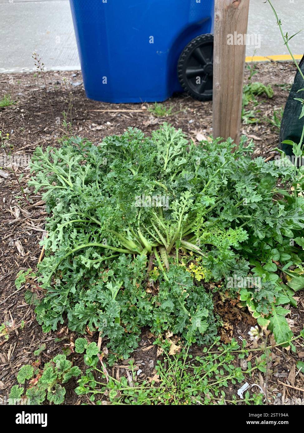 Ragwort (Jacobaea vulgaris), Plantae, Washington, US, plantation de bandes N 43rd & Evanston Banque D'Images