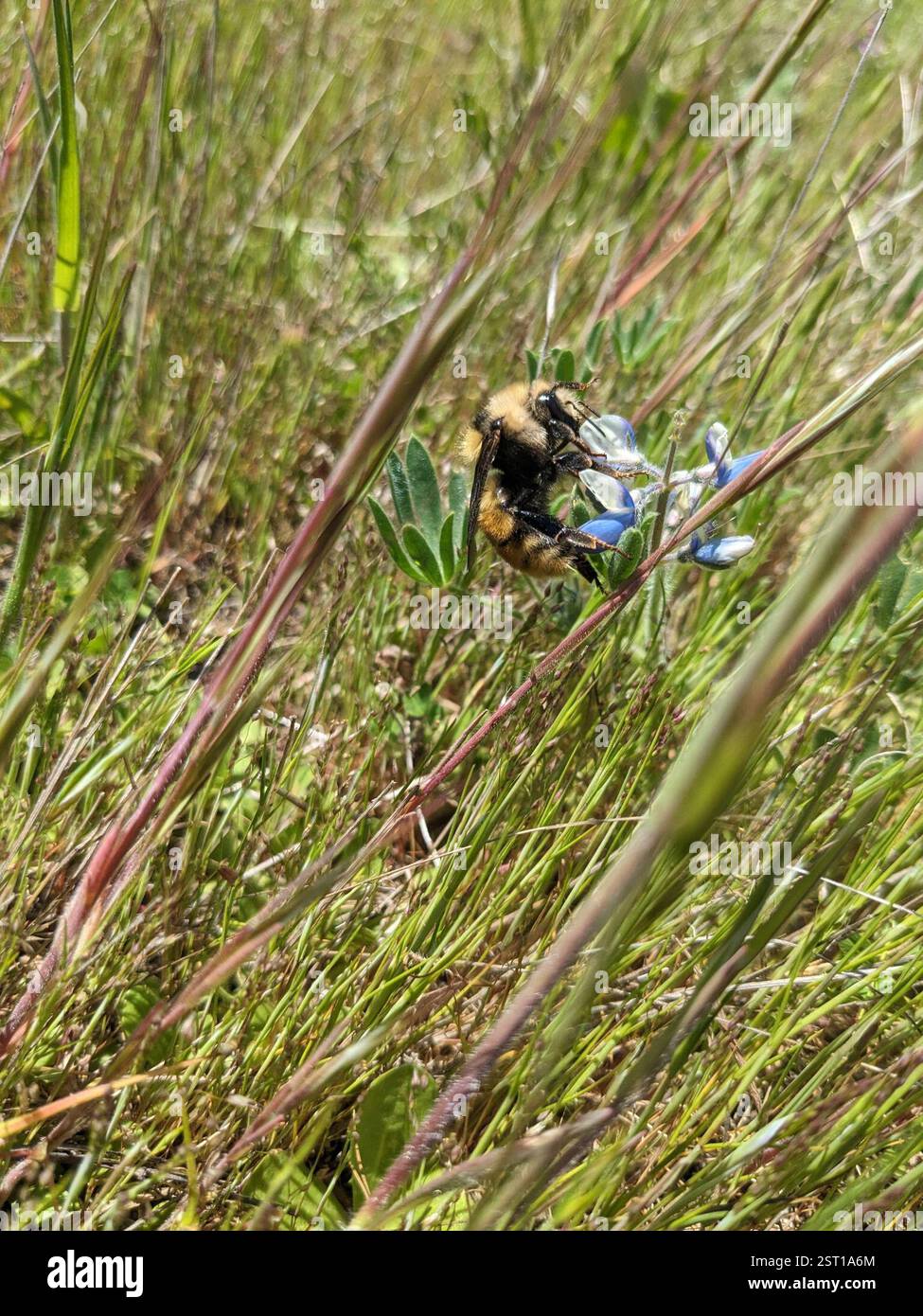 Bumble Bee à épaules blanches (Bombus appositus), Insecta, réserve historique nationale d'Ebey's Landing, comté d'Island, États-Unis-WA, États-Unis Banque D'Images
