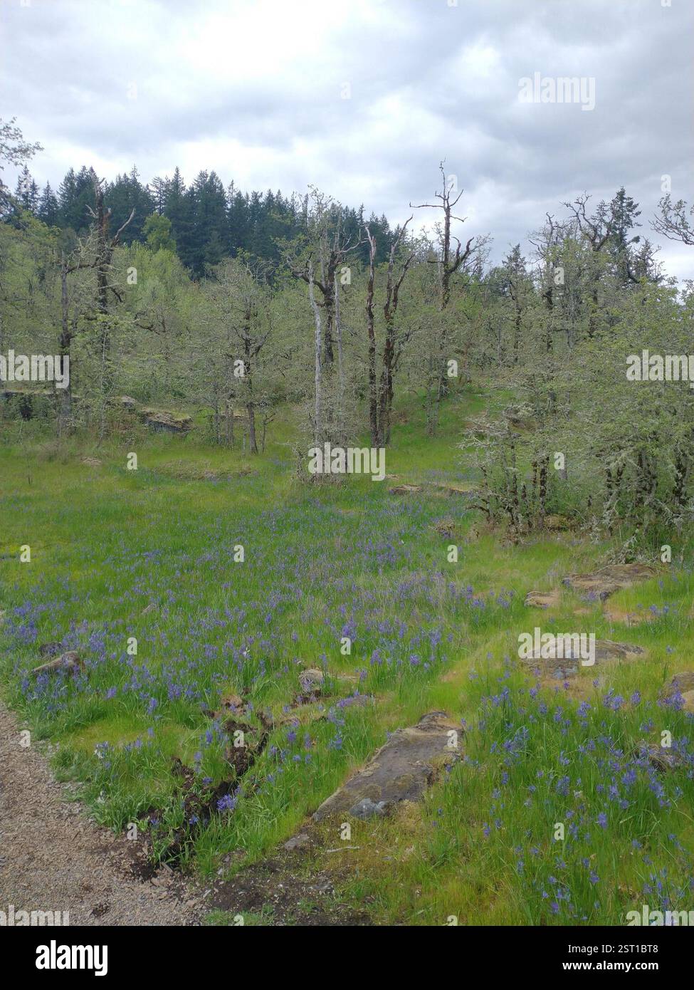 camas (Camassia), Plantae, Sunset, West Linn, OR, ÉTATS-UNIS Banque D'Images