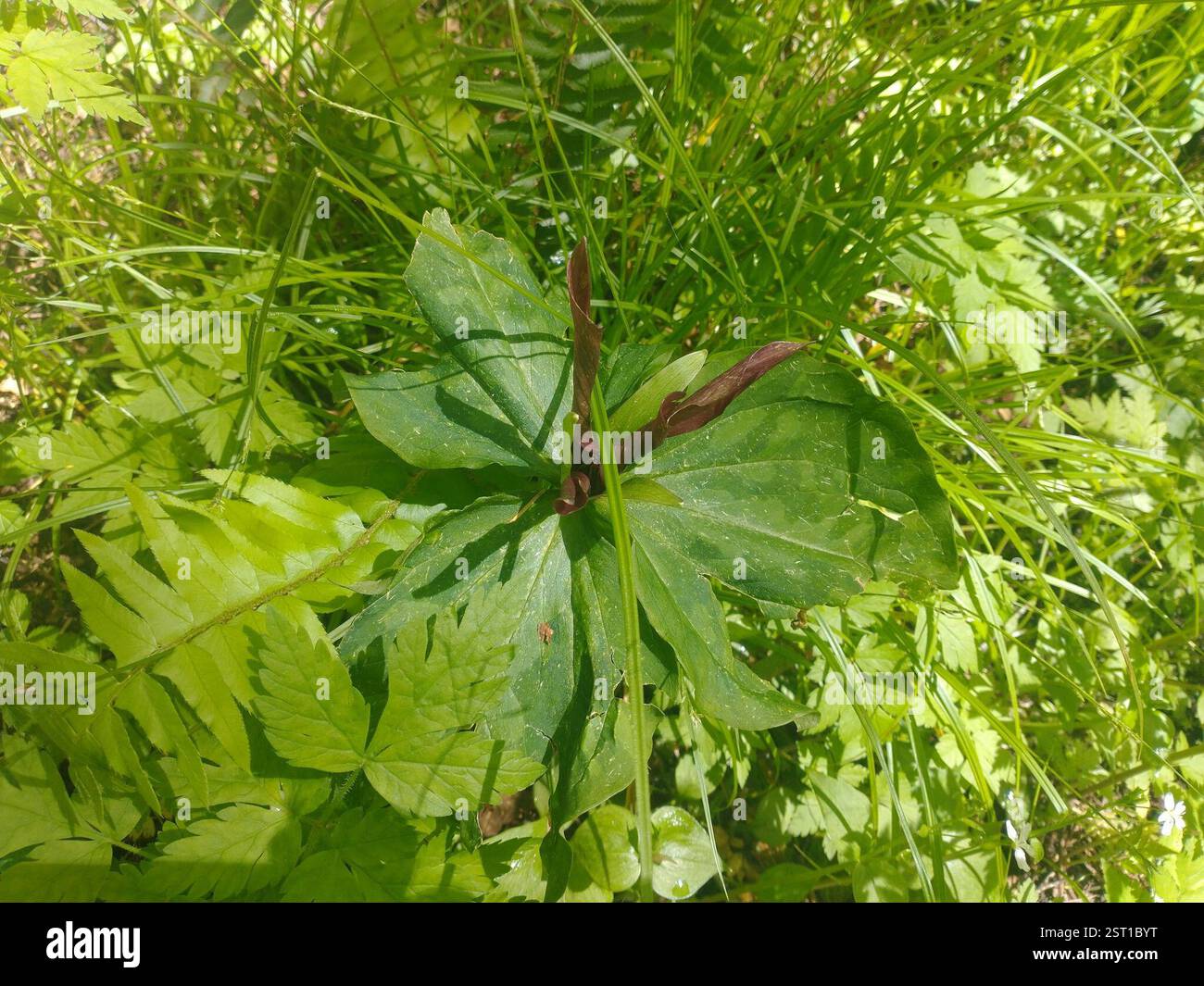 wakerobin violet géant (Trillium kurabayashii), Plantae, Klamath, CA 95548, États-Unis Banque D'Images