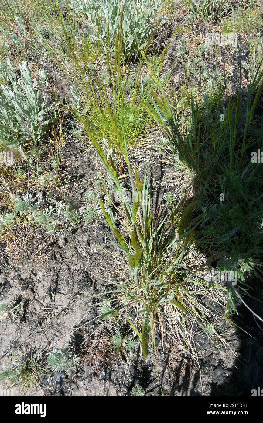 Petite queue de mousette (Myosurus minimus), Plantae, Сердобский р-н, Пензенская обл., Россия Banque D'Images
