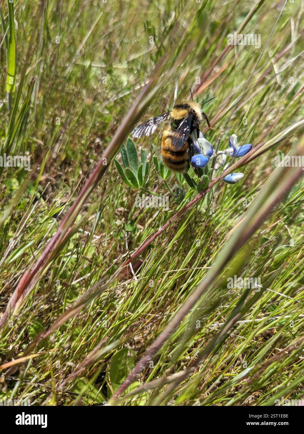 Bumble Bee à épaules blanches (Bombus appositus), Insecta, réserve historique nationale d'Ebey's Landing, comté d'Island, États-Unis-WA, États-Unis Banque D'Images