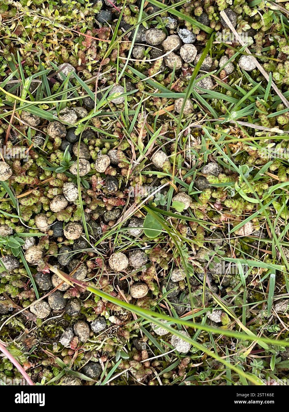 Lapin européen (Oryctolagus cuniculus), Mammalia, Hightown CP, Liverpool, Angleterre, GB, excréments Banque D'Images