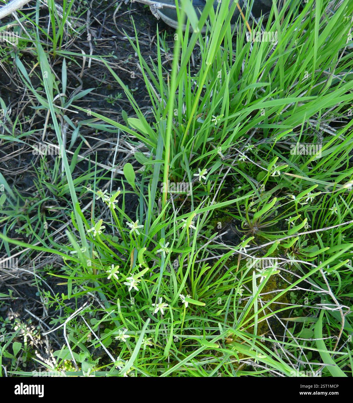 Petite queue de mousette (Myosurus minimus), Plantae, Сердобский р-н, Пензенская обл., Россия Banque D'Images