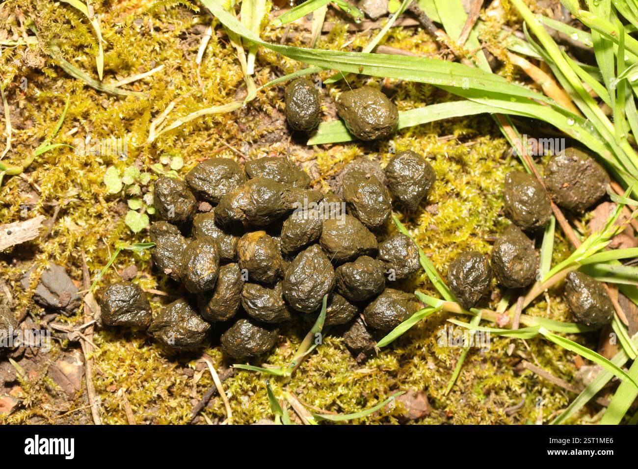 Lapin européen (Oryctolagus cuniculus), Mammalia, Norton Priory, Tudor Road, Runcorn, Halton, Cheshire, Royaume-Uni, excréments/excréments Banque D'Images