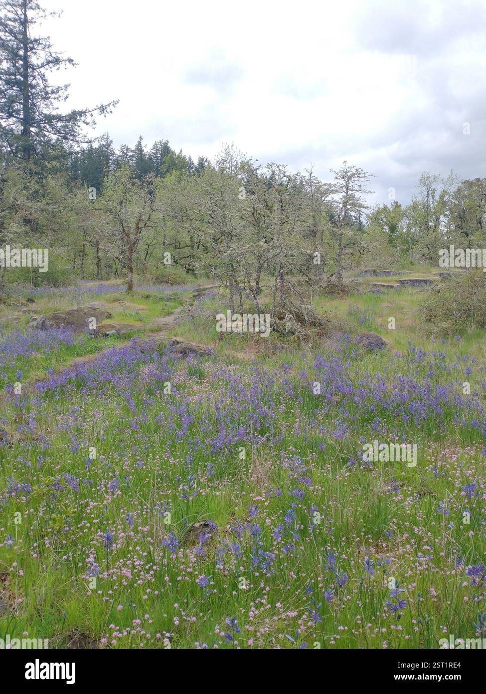 camas (Camassia), Plantae, Sunset, West Linn, OR, ÉTATS-UNIS Banque D'Images