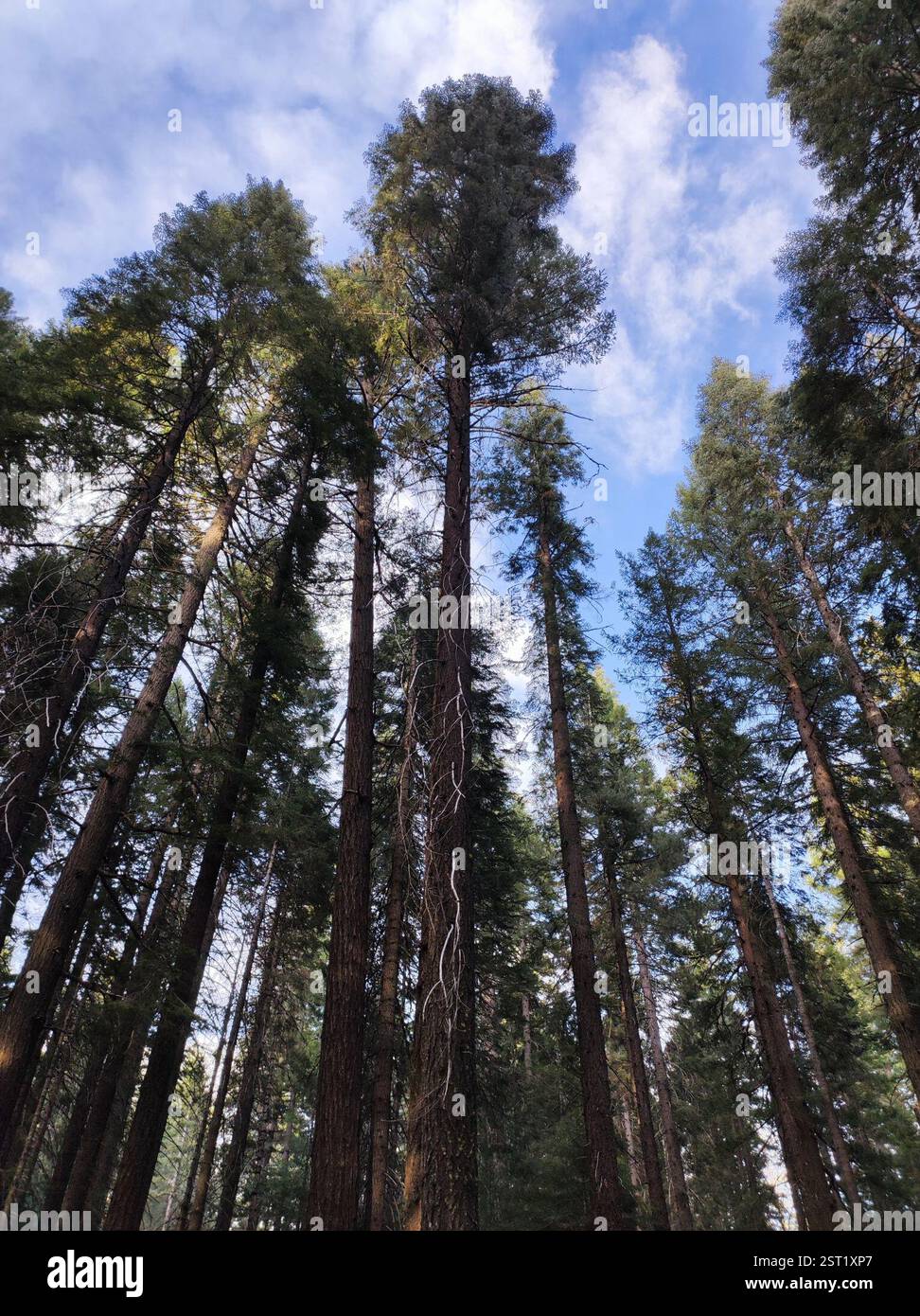 Conifères (Pinales), Plantae, Meadow Valley, Californie 95956, EE. UU. Banque D'Images