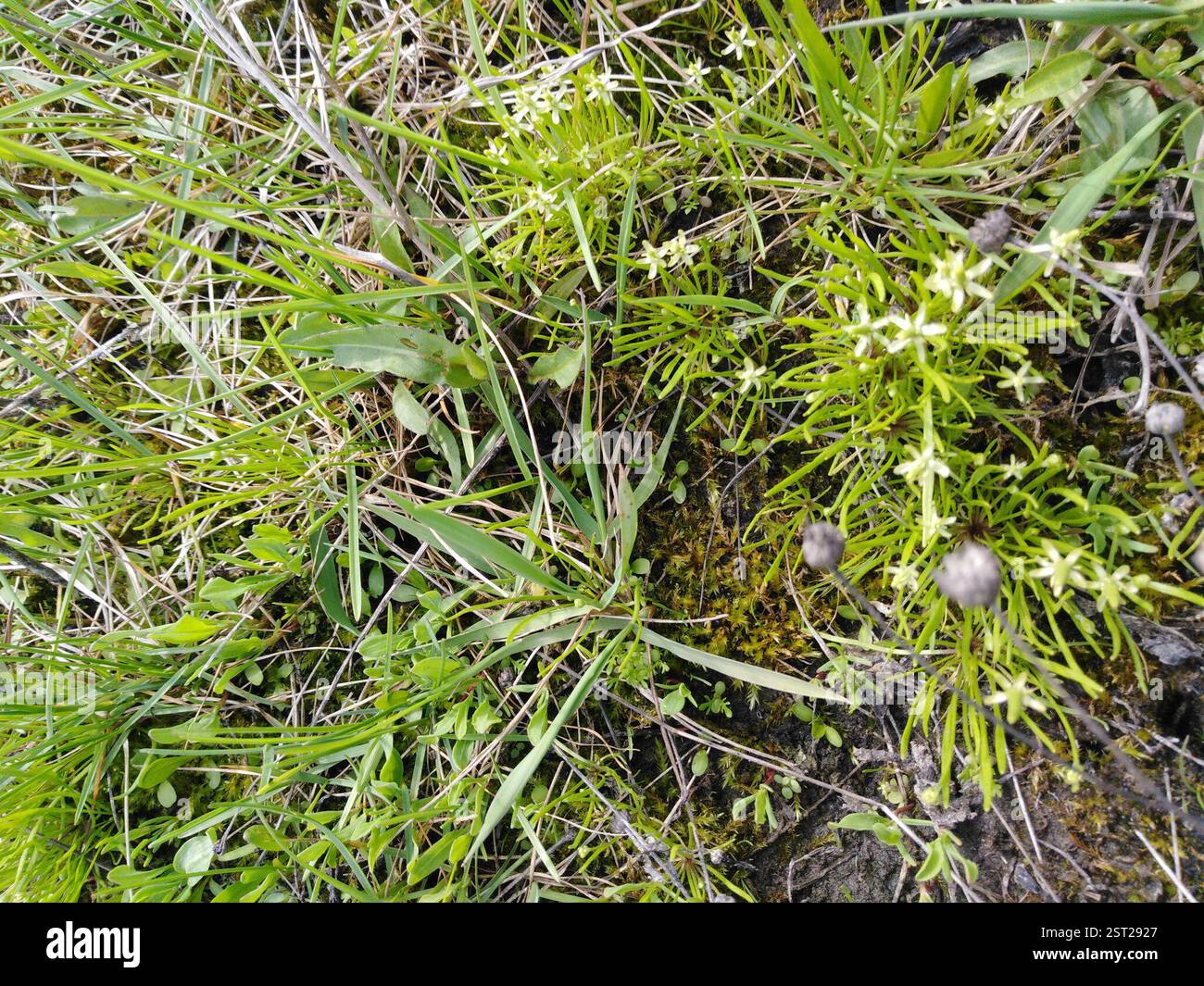 Petite queue de mousette (Myosurus minimus), Plantae, Колышлейский р-н, Пензенская обл., Россия Banque D'Images