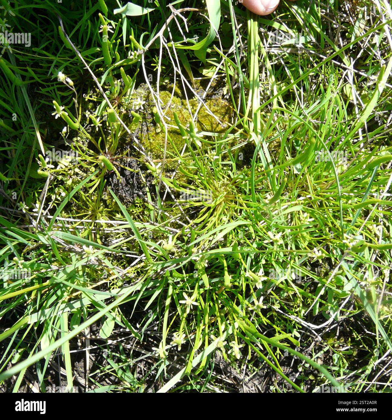 Petite queue de mousette (Myosurus minimus), Plantae, Сердобский р-н, Пензенская обл., Россия Banque D'Images