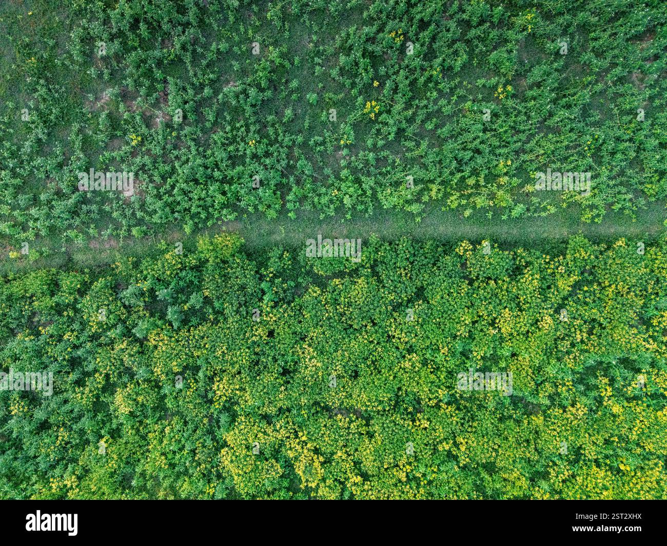 Une vue aérienne vibrante de vastes terres agricoles, luxuriantes de plantes de sésame vertes se balançant doucement dans la brise, créant une mer de vert. Banque D'Images