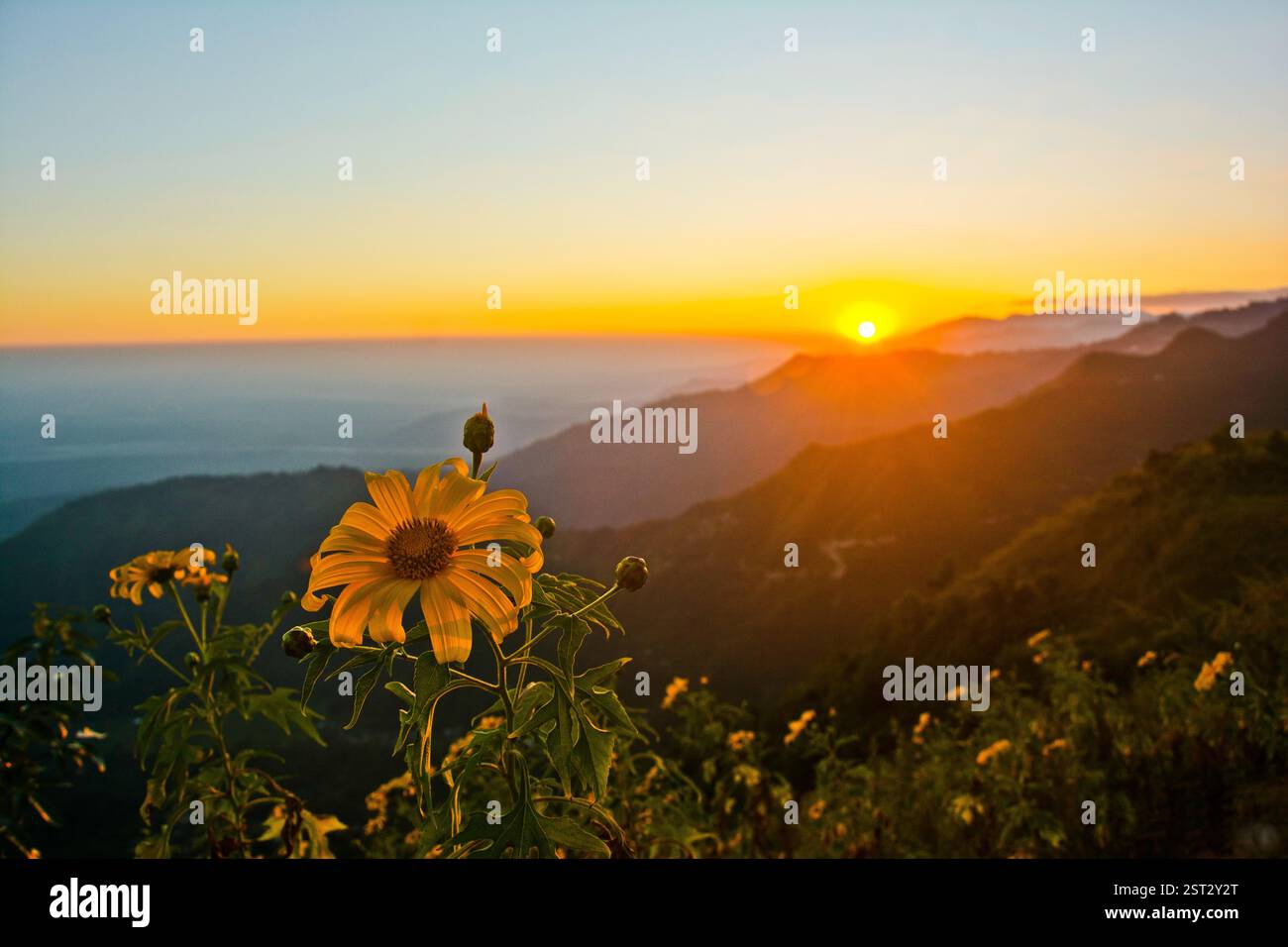 Tournesols dans le paysage du coucher du soleil Banque D'Images