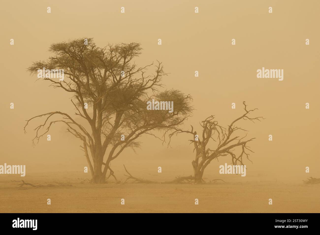 Paysage avec des arbres pendant une violente tempête de sable dans le désert du Kalahari, Afrique du Sud Banque D'Images