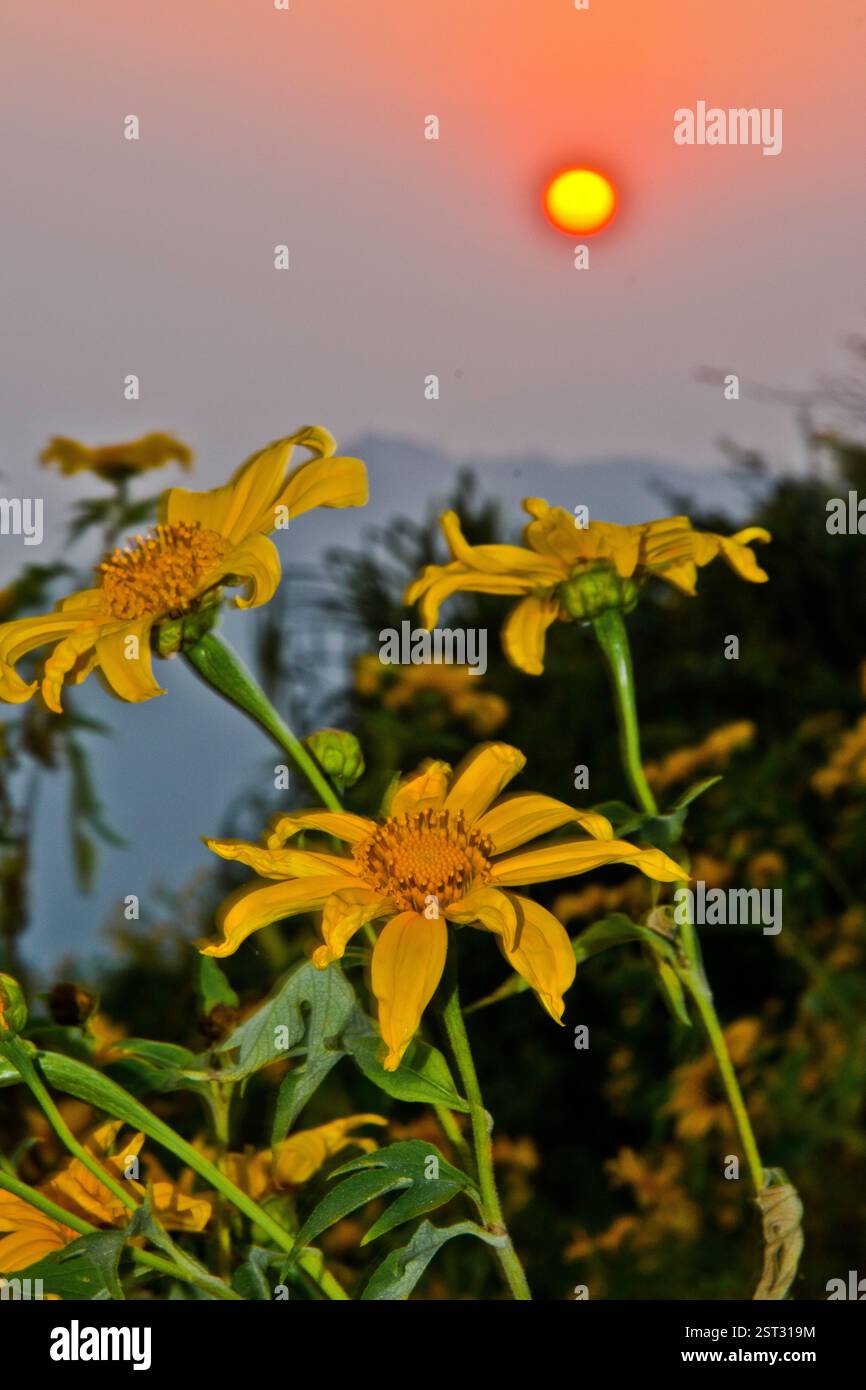 Tournesol et soleil. Banque D'Images