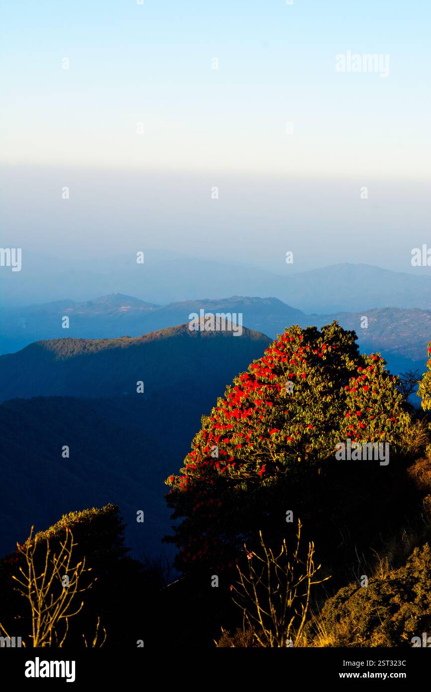 Arbre Rhododendron embrassé par le soleil. Banque D'Images